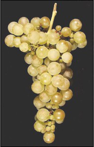 Viognier Grapes