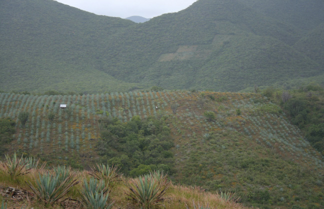 A Mezcalero in his agave field in the mountains above San Juan Del Rio