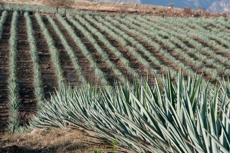 AGAVES GROWN FOR TEQUILA TAKING IT EASY