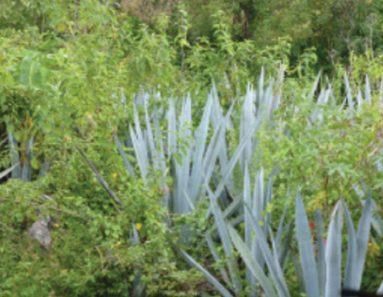 Agave plants