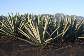 espadin agaves near Santiago Matatlan