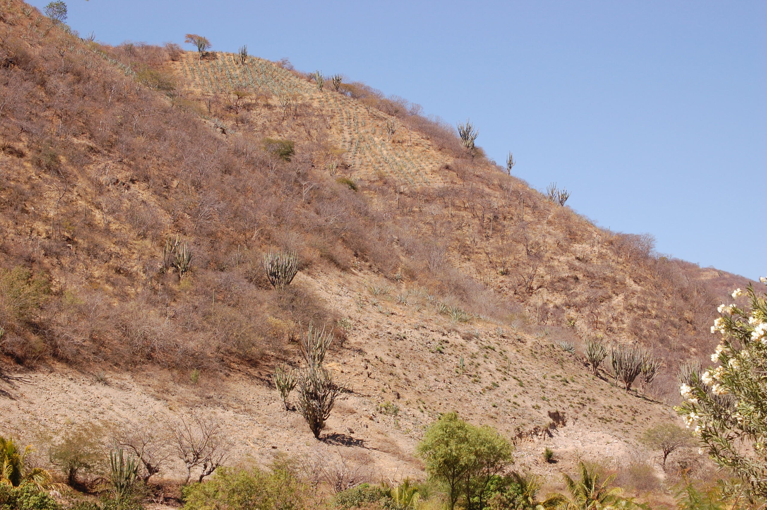 AGAVES WORKING VERY HARD