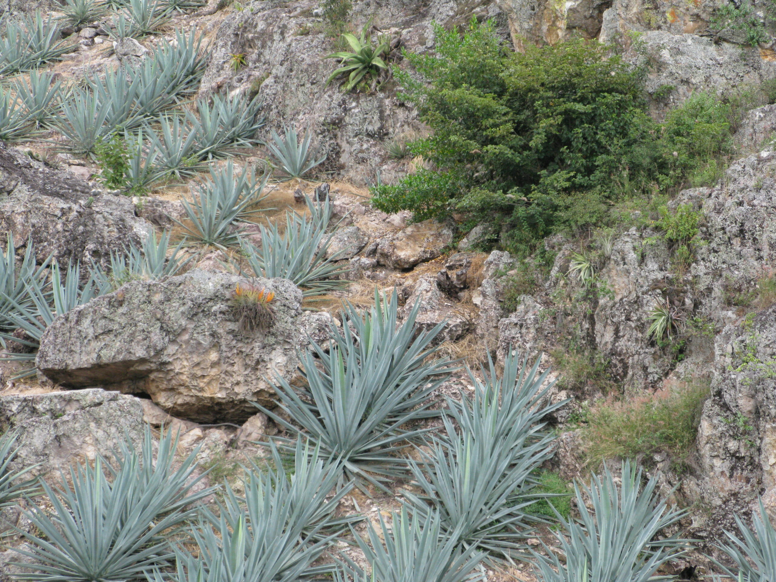 AGAVES WORKING HARD