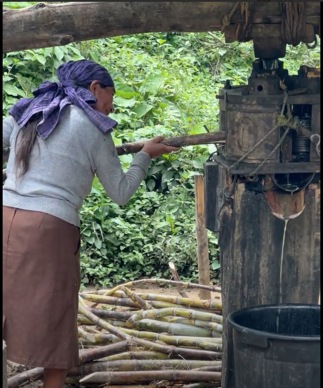 Brigide Gutierrez pressing fresh-cut cane