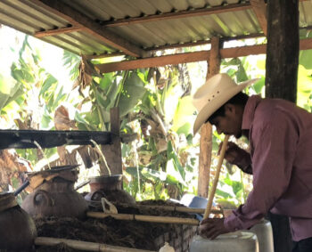 Angel Cruz Robles tasting for the tails cut at his palenque near Sola de Vega

