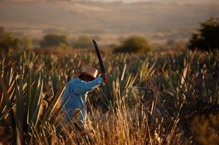 Harvesting mature espadin near Santiago Matatlan