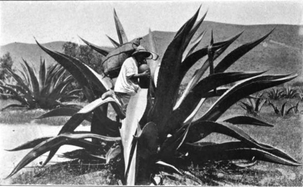 collecting agave sap for pulque, 1904