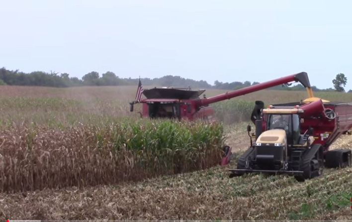 Harvesting dried field corn