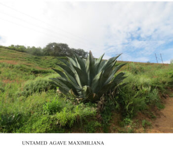 Untamed agave Maximiliana