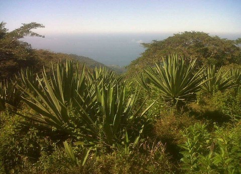 wild agaves near the coast