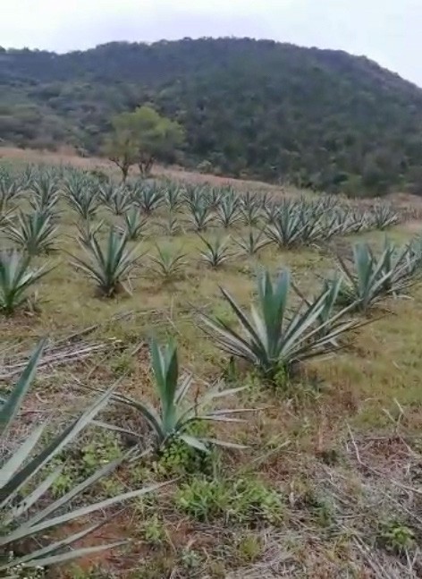 cultivated rhodacantha near Mascota