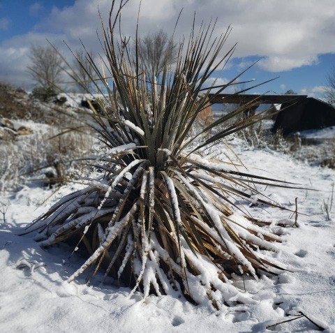 Think sotol life is tough? Wait until it snows.