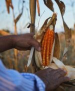 bolita amarillo corn