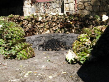 Cut-up agaves about to be put in the pit oven at Los Danzantes