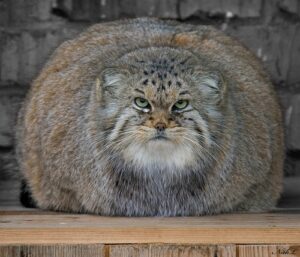 pallas-cat