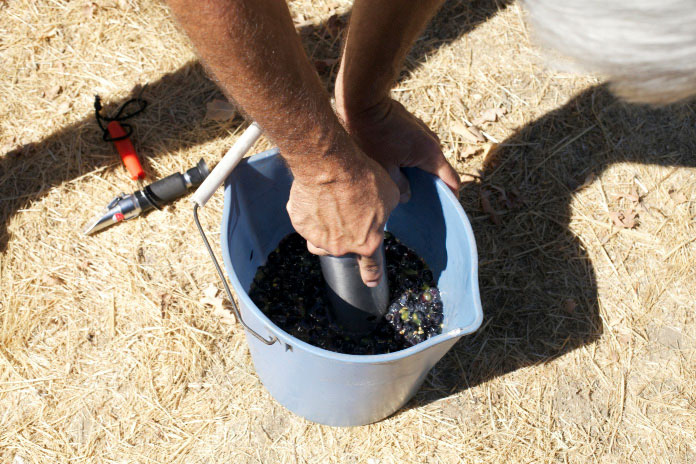 crushing grapes inside a small blue bucket