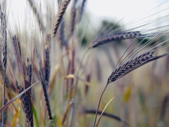 purple barley