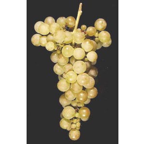 Illustration of a bunch of green grapes